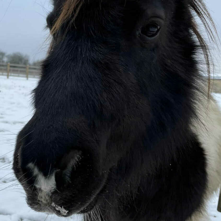 pony up close in snow